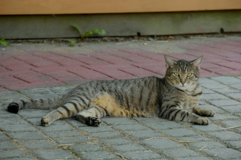 there is a gray striped cat sitting on the sidewalk