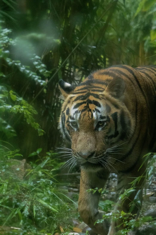 a close up view of a tiger walking through grass