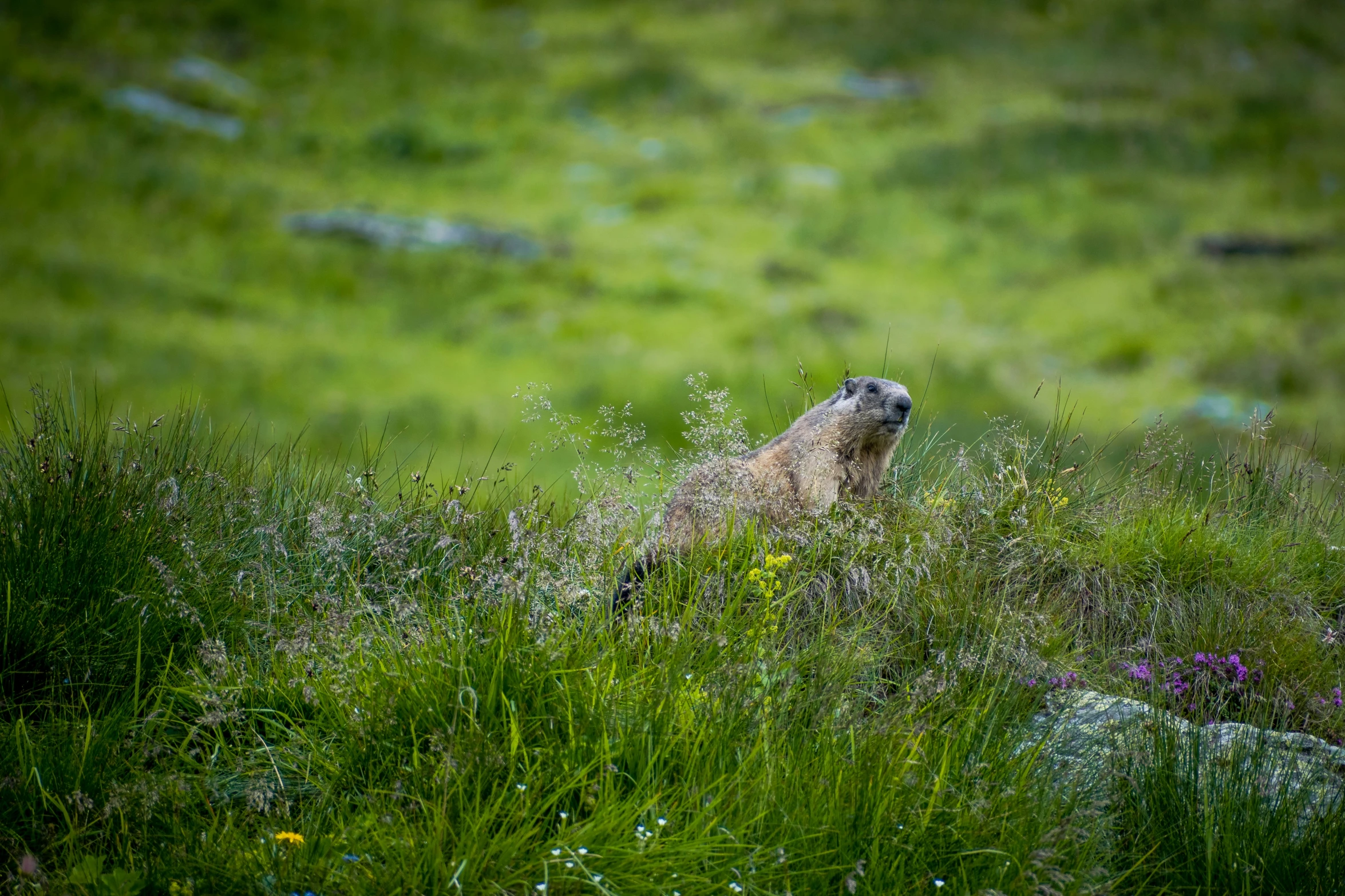 there is a small animal in the tall grass