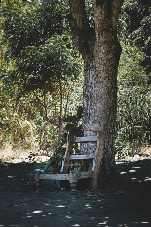 a wooden park bench sits by the tree