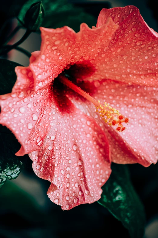 a closeup view of the pink petals and green leaves in the background