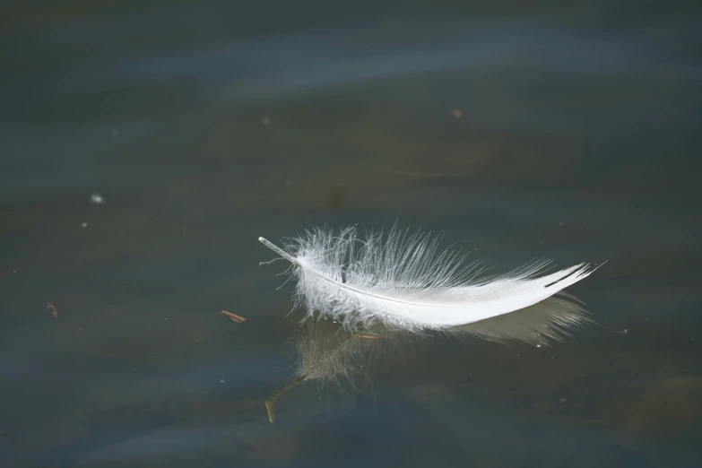 a feather that is floating in some water