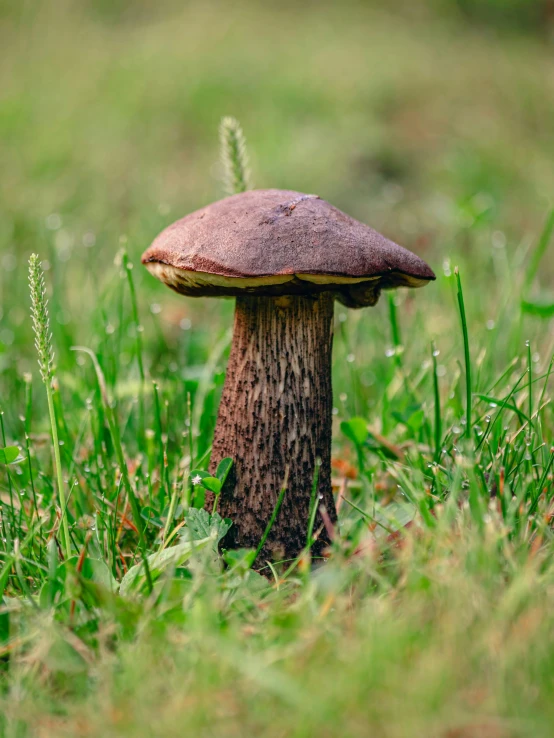 small brown mushroom in a field near the forest