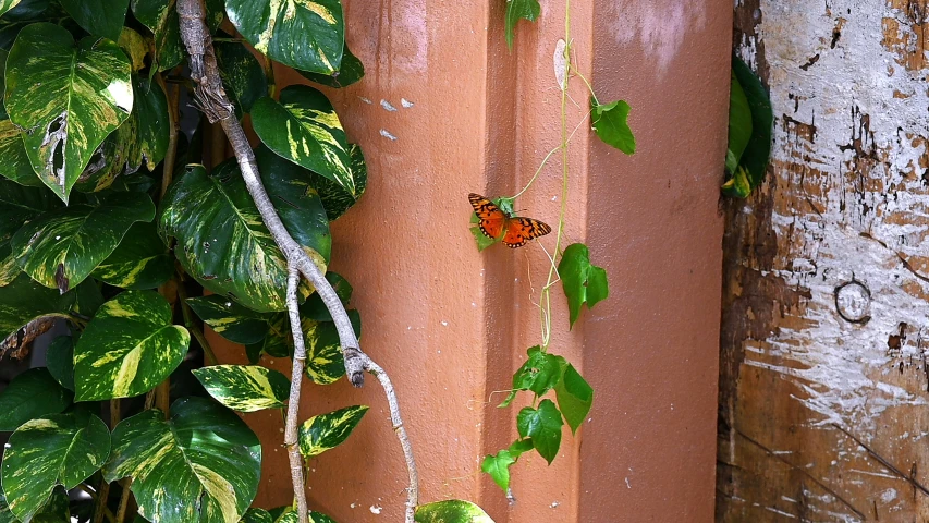 erfly with orange wings perched on a brown pole