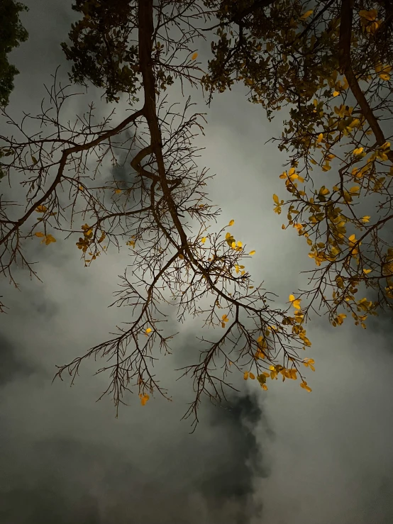 yellow autumn leaves against dark skies and clouds