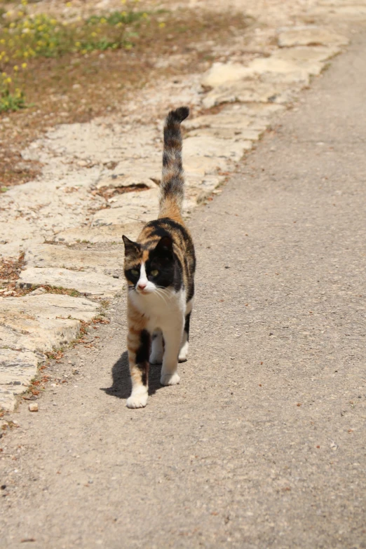 a cat with white, brown and black color walking in the dirt