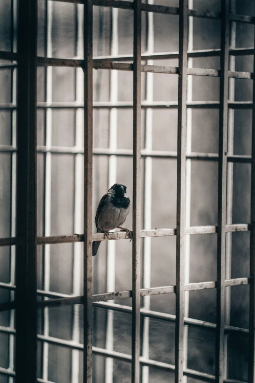 small bird perched on the ledge of a metal cage