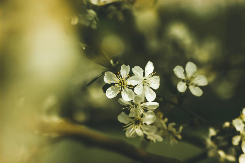 a blurry image of several white flowers