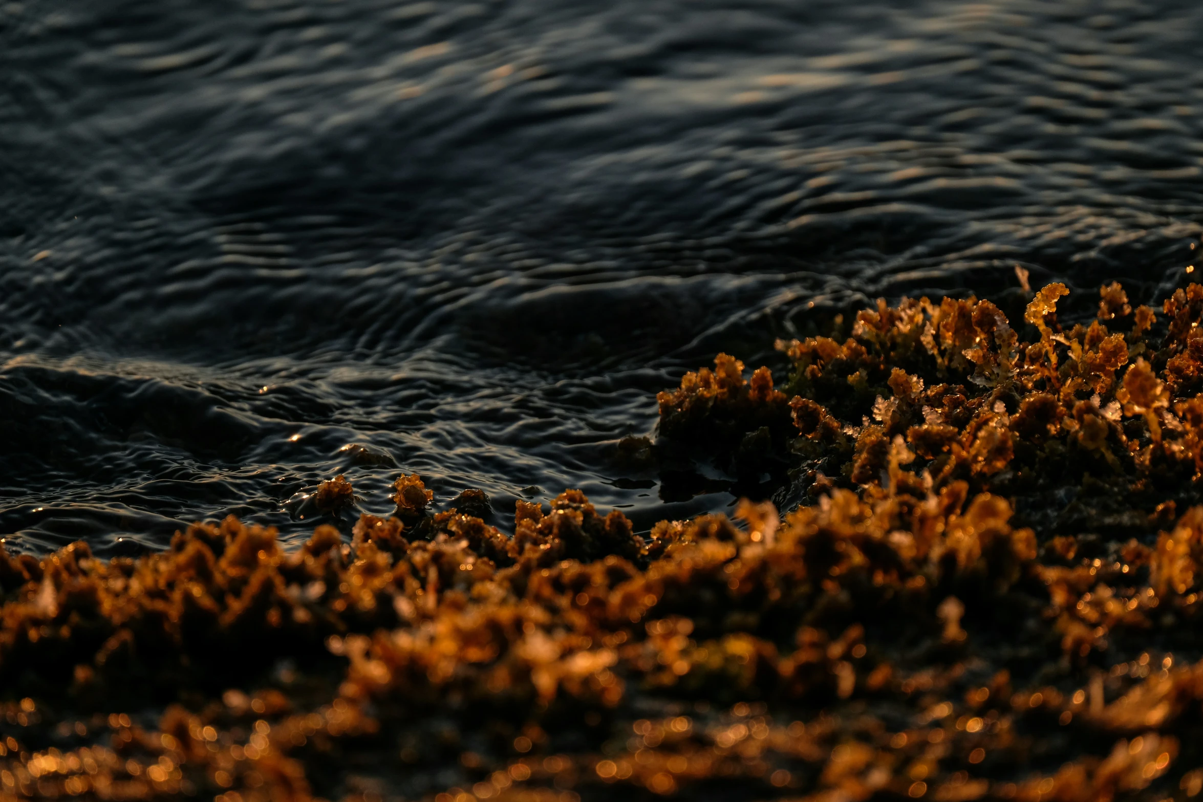 some brown grass that is by the ocean