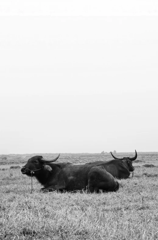 two horned cows lay in the tall grass