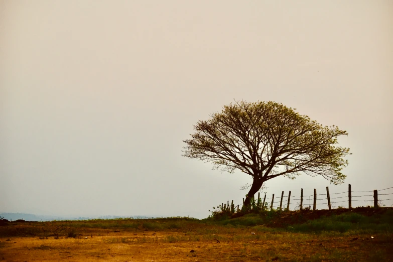 a lone tree standing in an open field