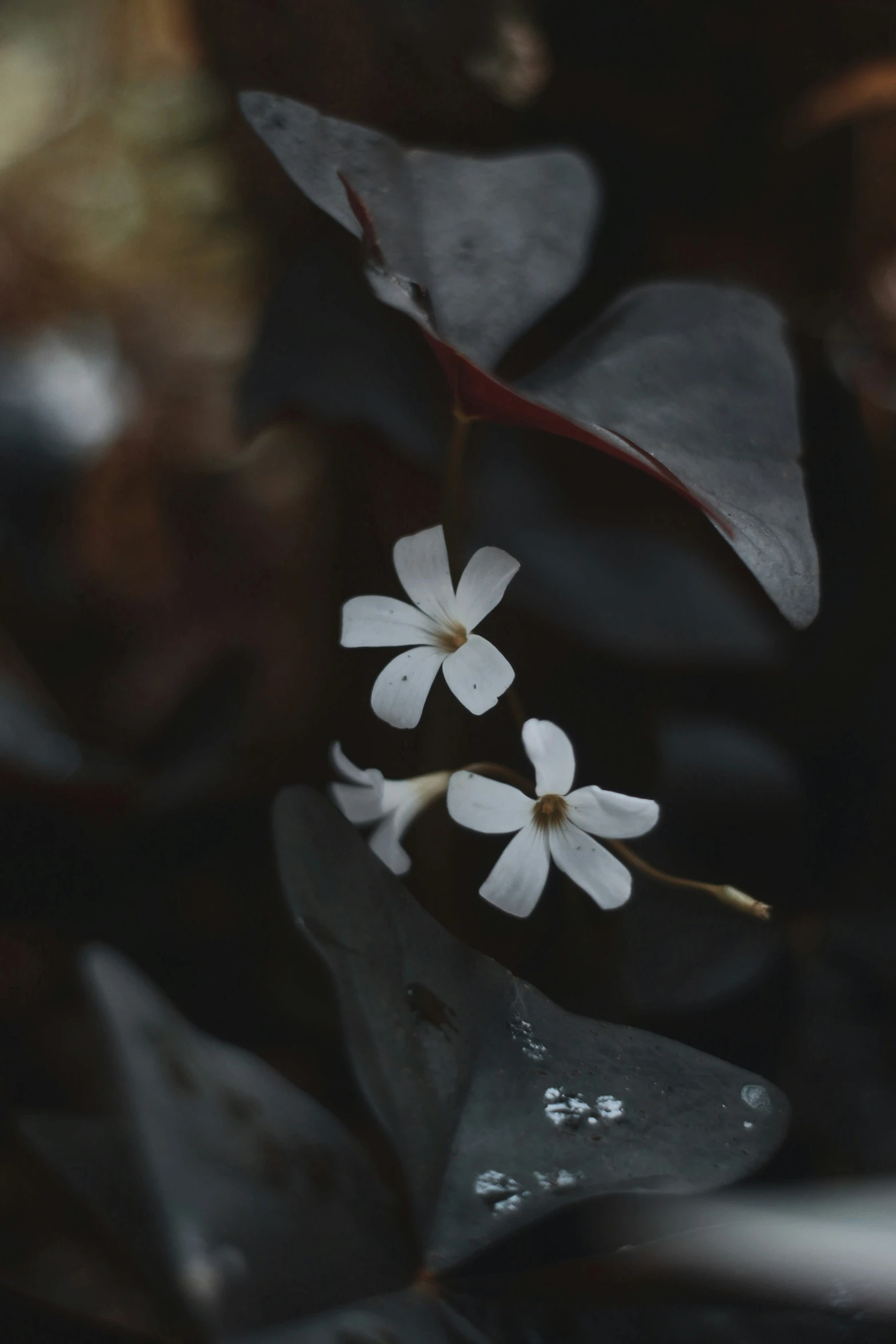 some white flowers with black and white leaves