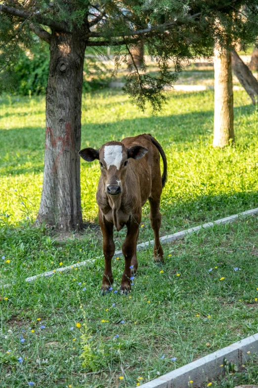 an animal is standing outside in the grass