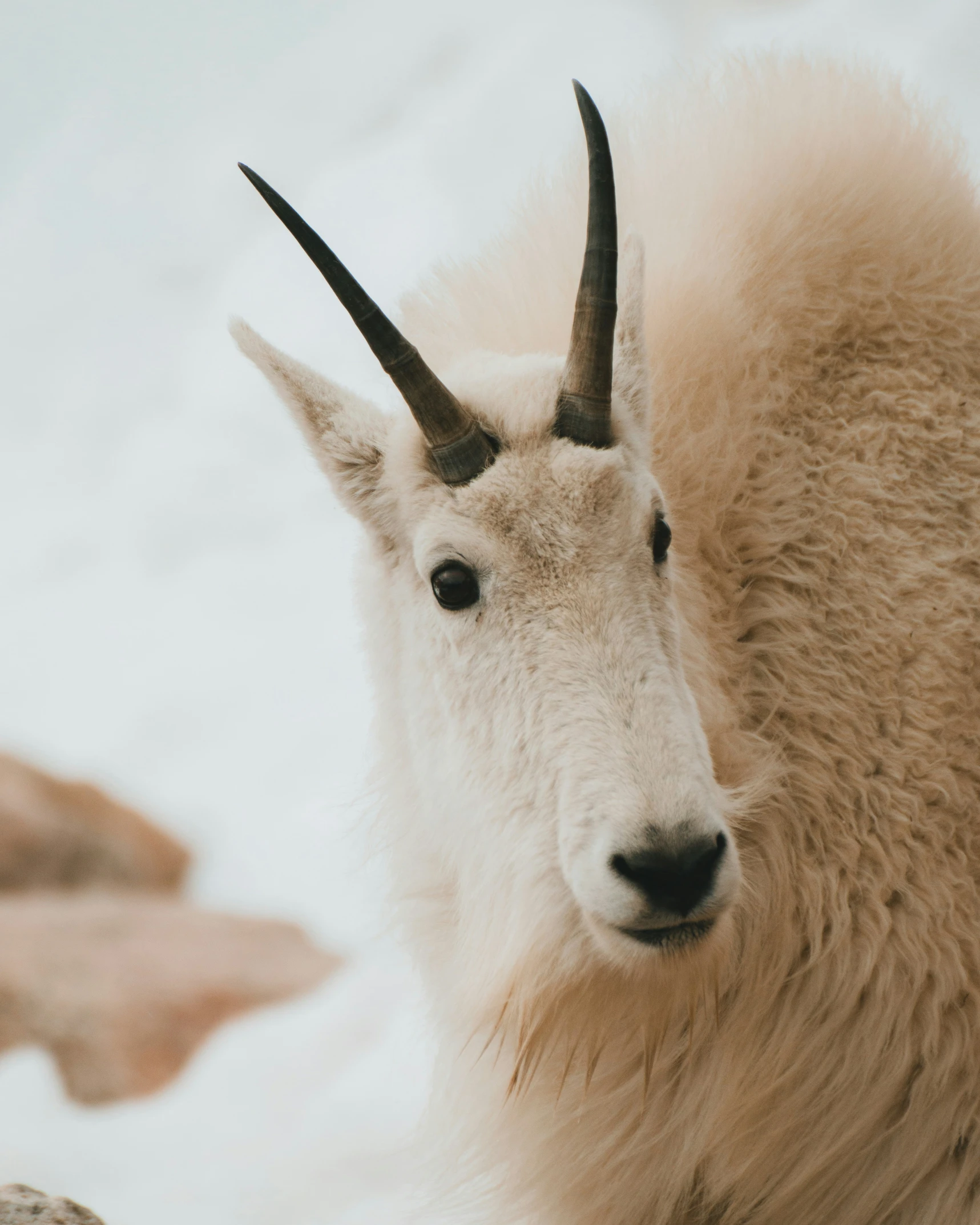 the close up of an animal with very large horns