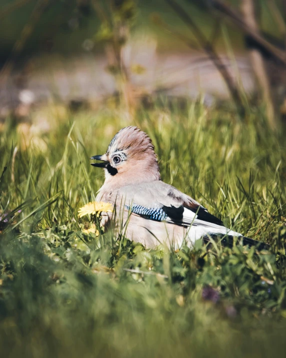 a white bird sitting in the middle of green grass