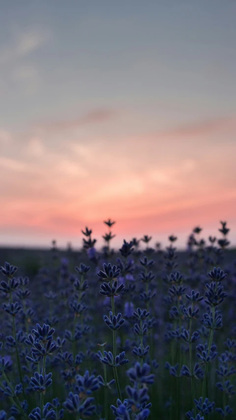 the sun sets over a field full of blue wildflowers