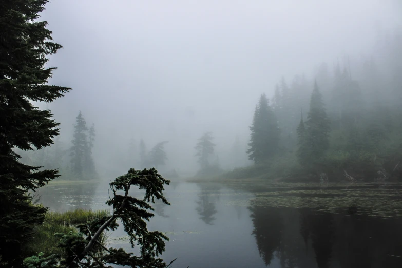a body of water surrounded by fog with pine trees in the background