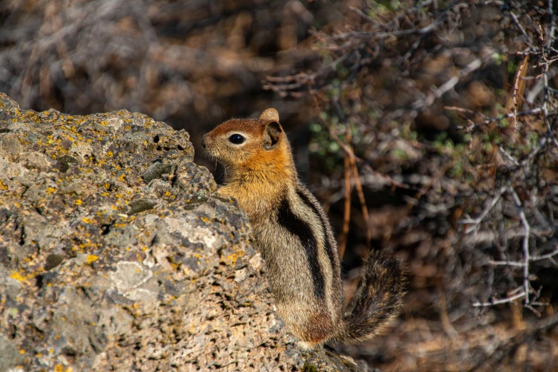 the small animal is hiding between a rock and tree