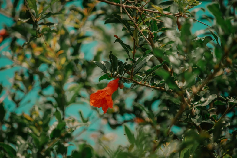 the orange flower is blooming on the tree nch