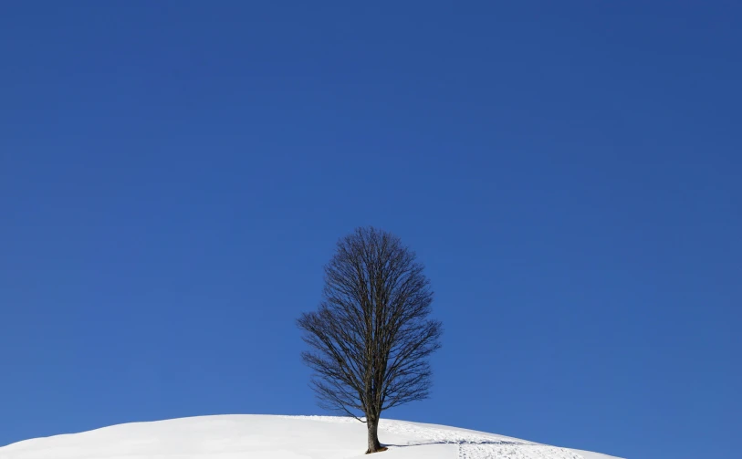 a lone tree in a snowy field under a blue sky