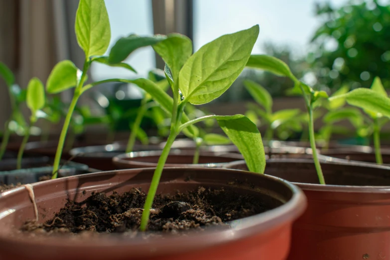 small young trees planted from ter pots