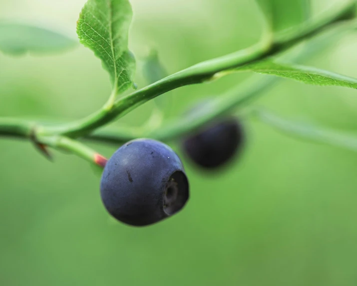 blackberries on green plant with leaves in outdoor setting