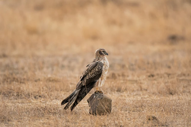 there is a bird perched on the top of a rock