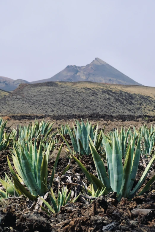 the cactus plants are in a field near mountains