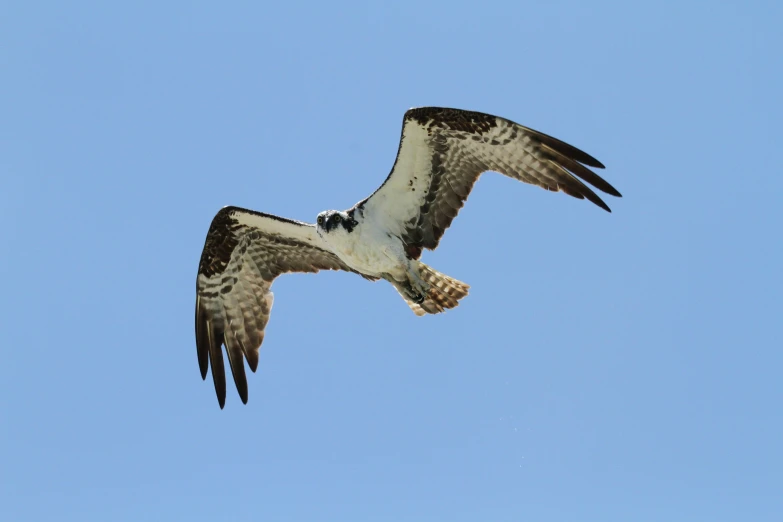 a large bird flying in the sky with a very long tail