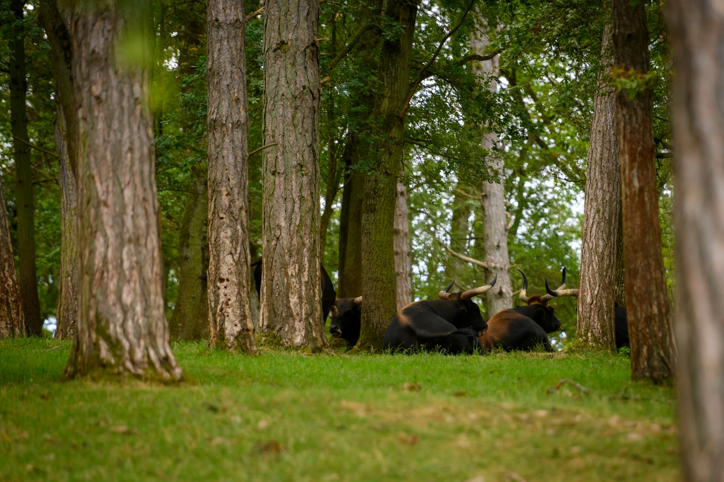 several cows graze through the tall trees