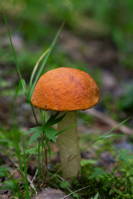 an orange mushroom sitting on the ground