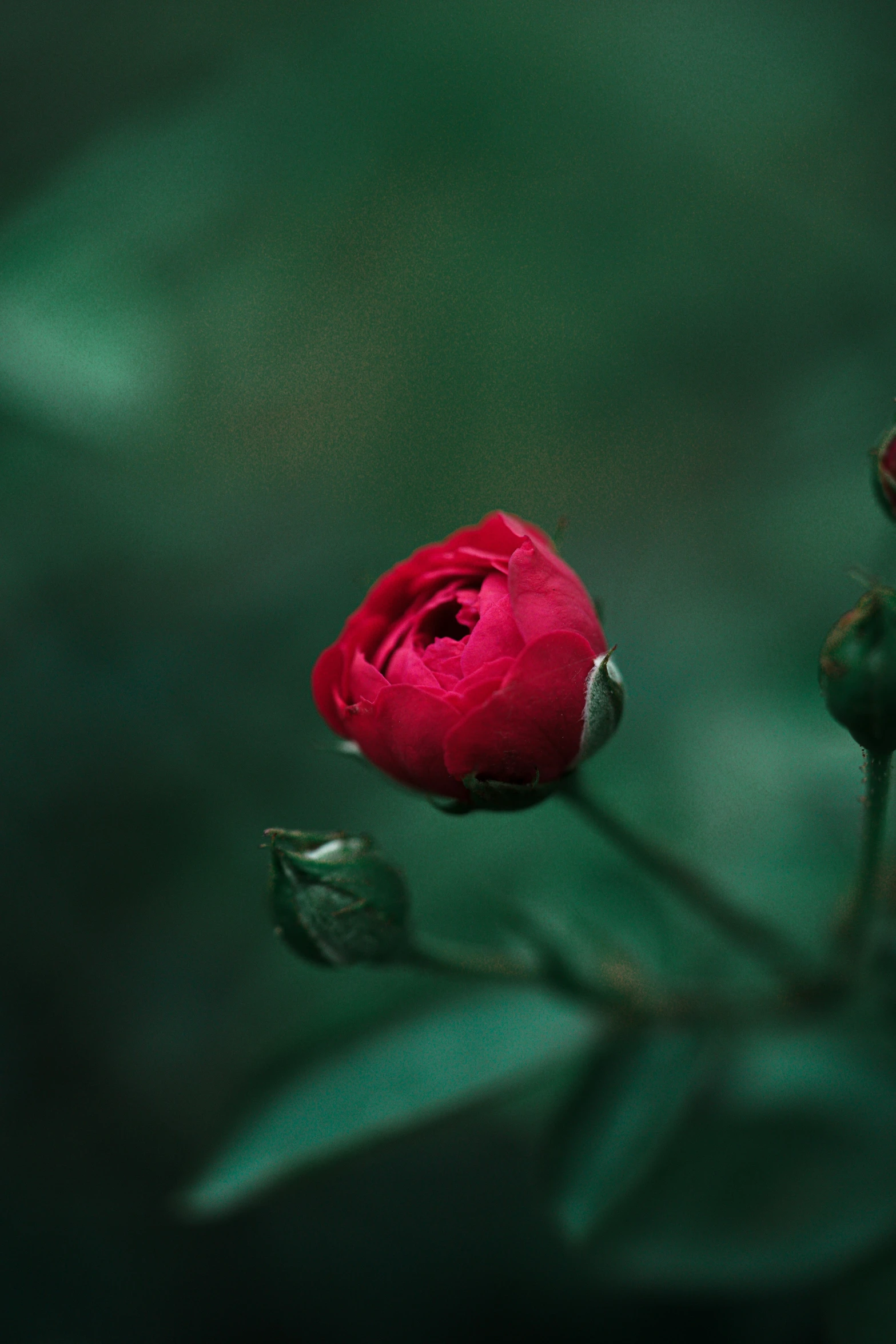 a single red flower sitting on top of a bush