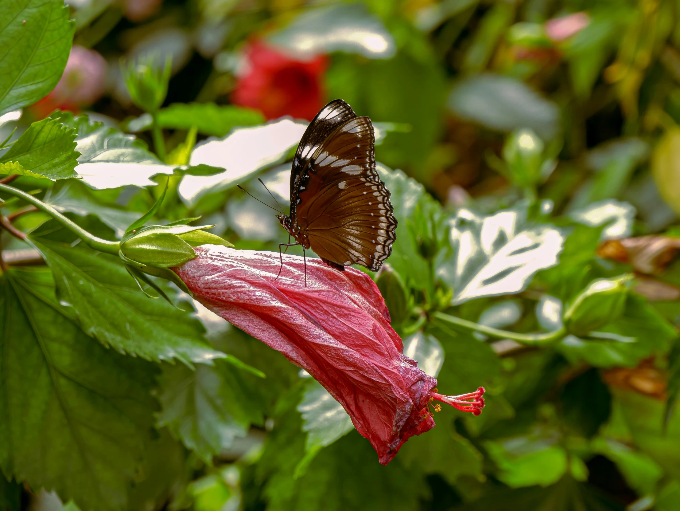 a erfly sits on top of a flower