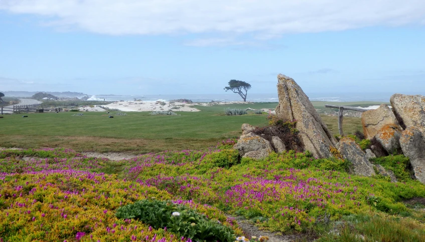 a view of some big rocks and flowers