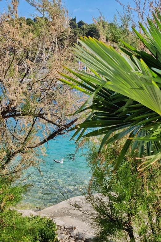 a body of water surrounded by trees and plants