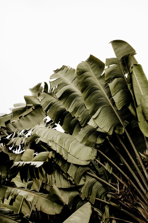 the underside of large leaves are almost hidden