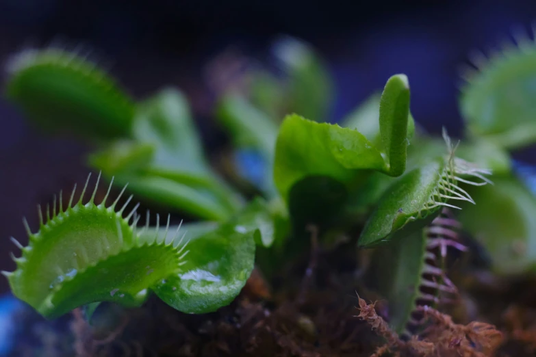 a plant has some green leaves on it