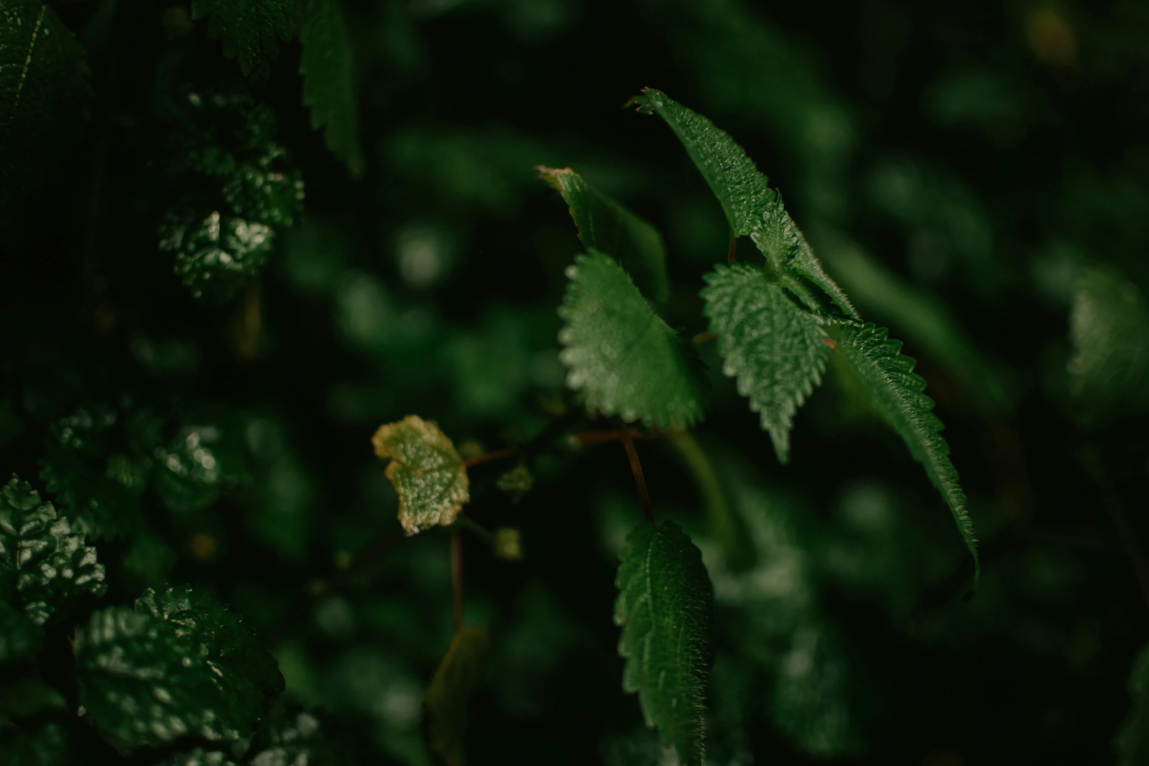 close up po of leaves with a green background