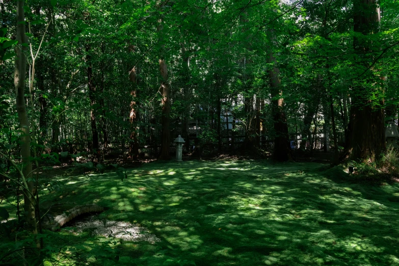 the back of a green lawn with a small white fire hydrant in it