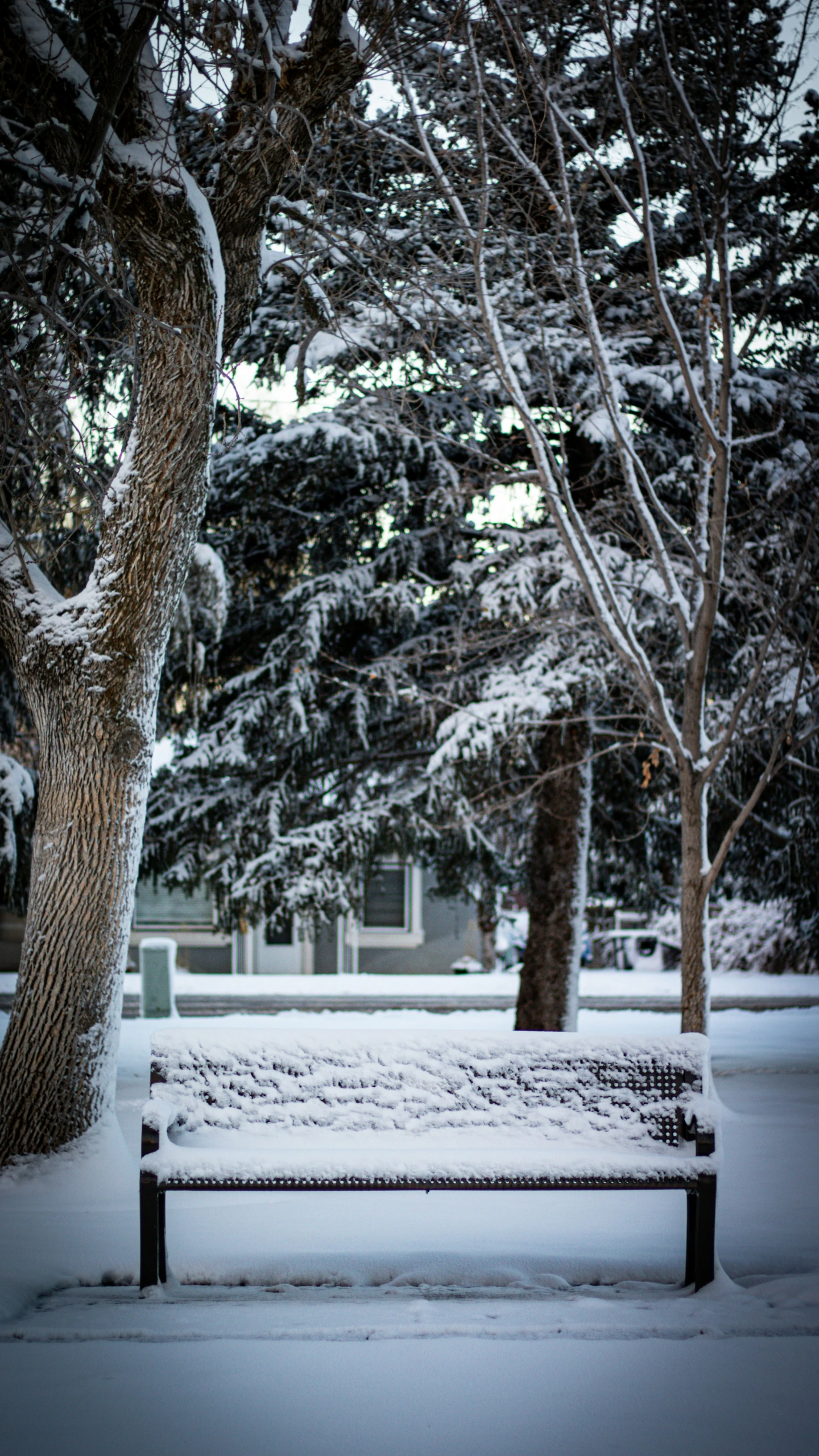 snow covered park bench and trees on a snowy day