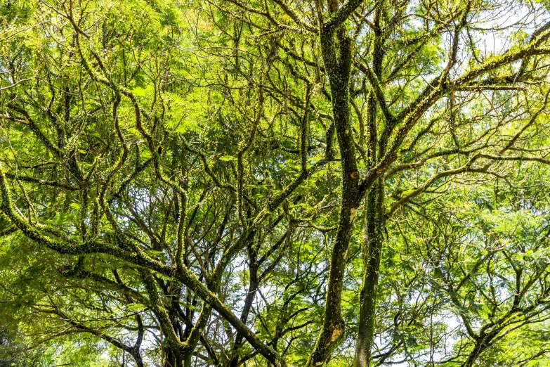 a park bench with benches below trees in the background