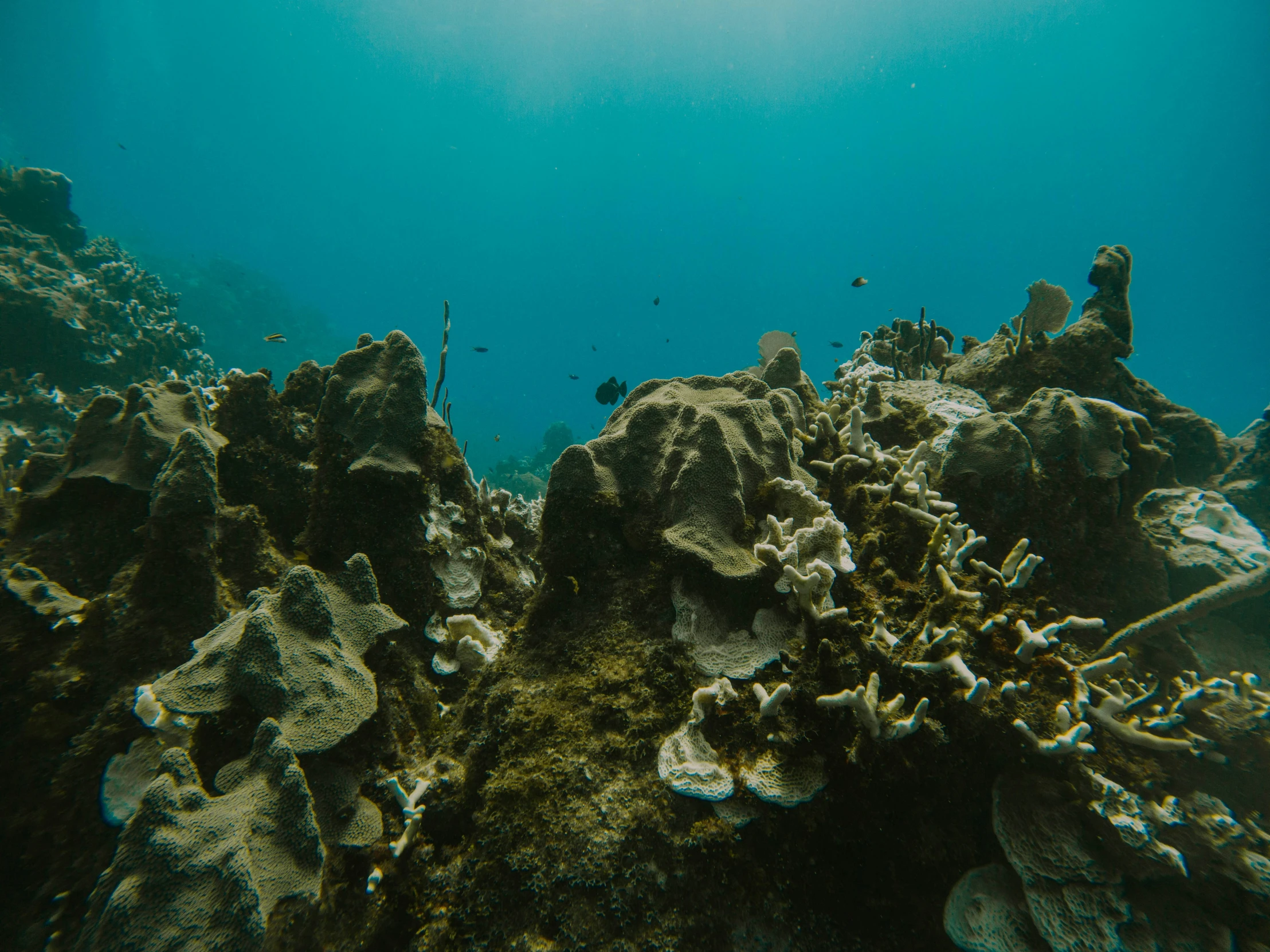 underwater view of large and small coral reef