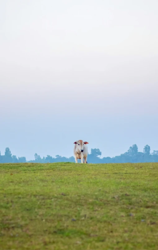 two sheep standing on top of a lush green field