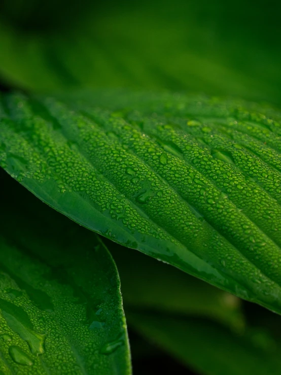 a close up po of water droplets on a leaf