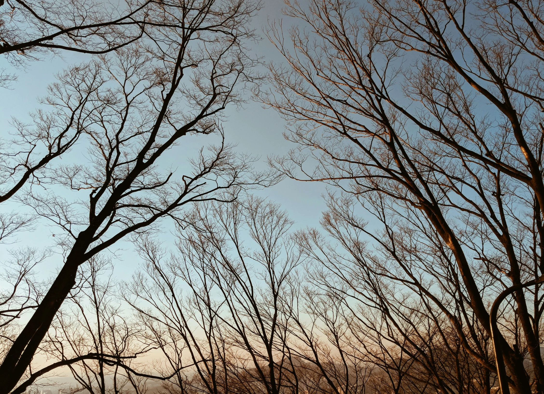 a couple of trees in front of some sky