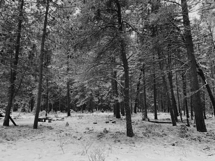 trees in winter snow with one bench facing to the right