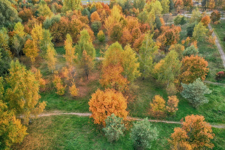 trees are changing colors from fall to green