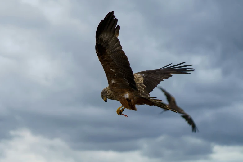 a bird is flying high up into the air