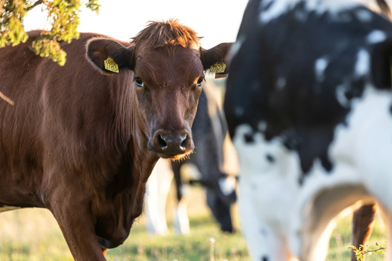 several cows in the pasture facing off into the camera