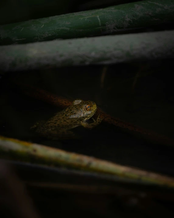 a lizard that is sitting in a dark place